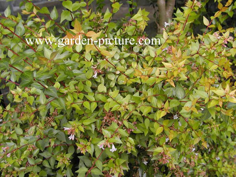 Abelia grandiflora 'Francis Mason'