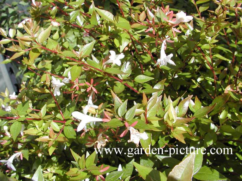 Abelia grandiflora 'Prostrata'