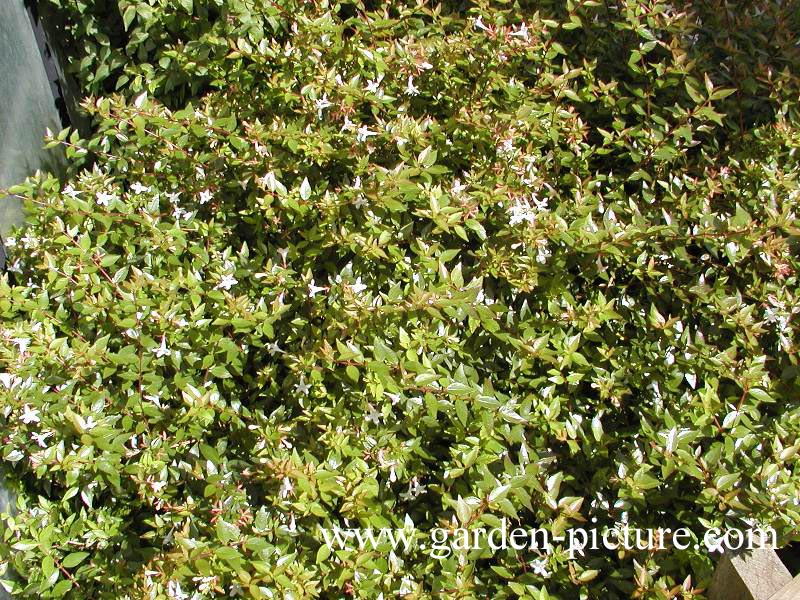 Abelia grandiflora 'Prostrata'