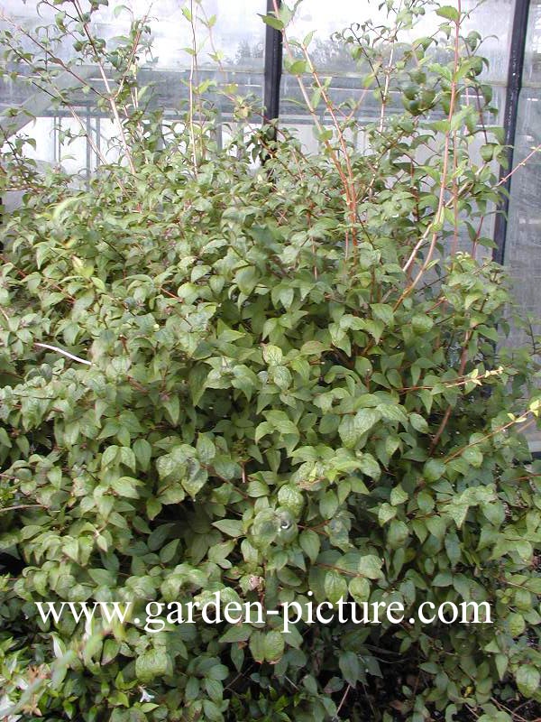 Abelia spathulata