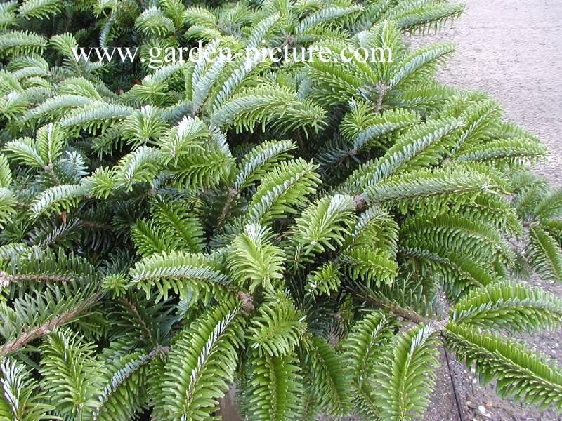 Abies amabilis 'Spreading Star'