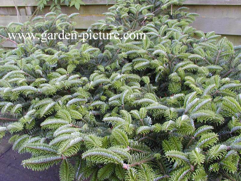 Abies amabilis 'Spreading Star'