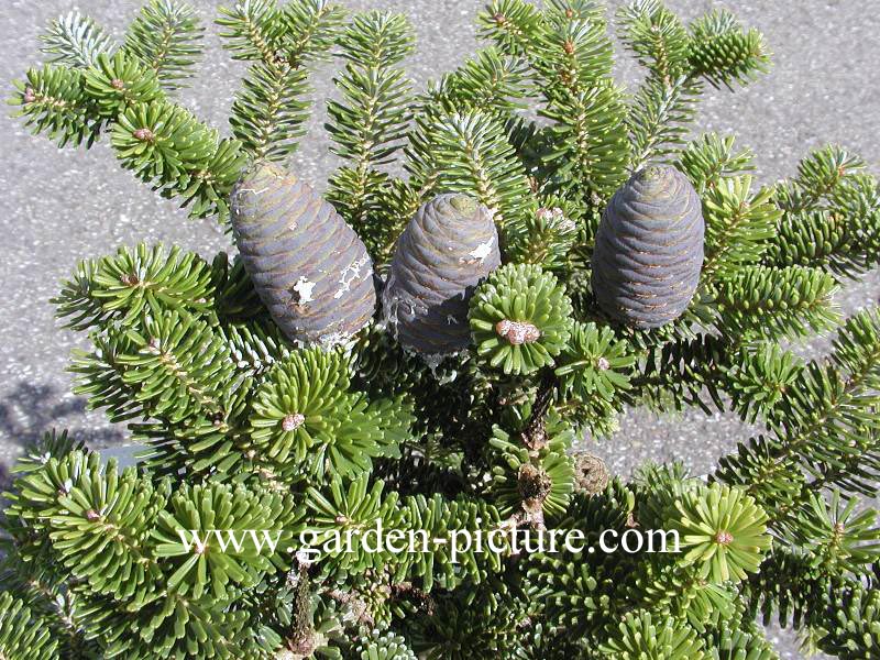 Abies koreana