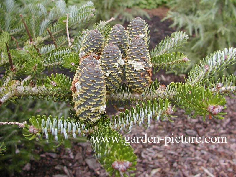 Abies koreana 'Silberlocke'