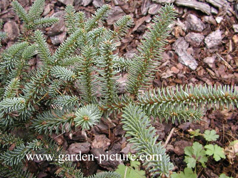 Abies pinsapo 'Glauca'