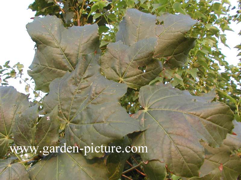 Acer cappadocicum ssp. lobelii