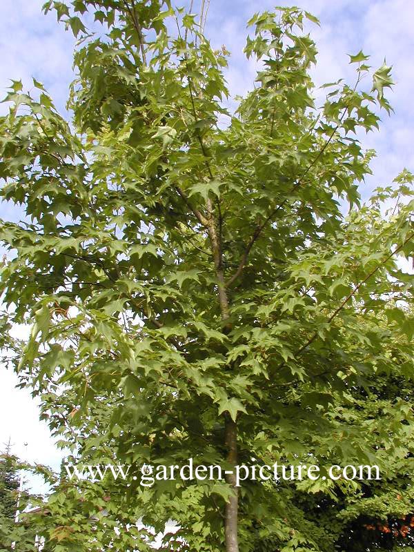 Acer cappadocicum