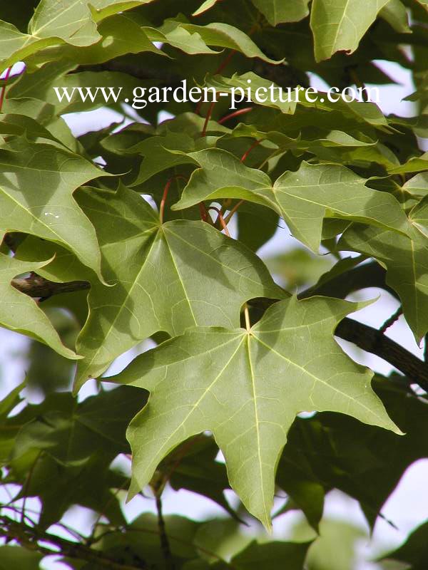 Acer cappadocicum