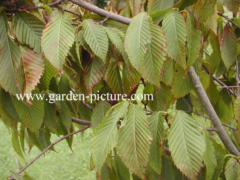 Acer carpinifolium