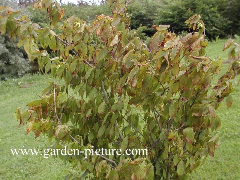 Acer carpinifolium