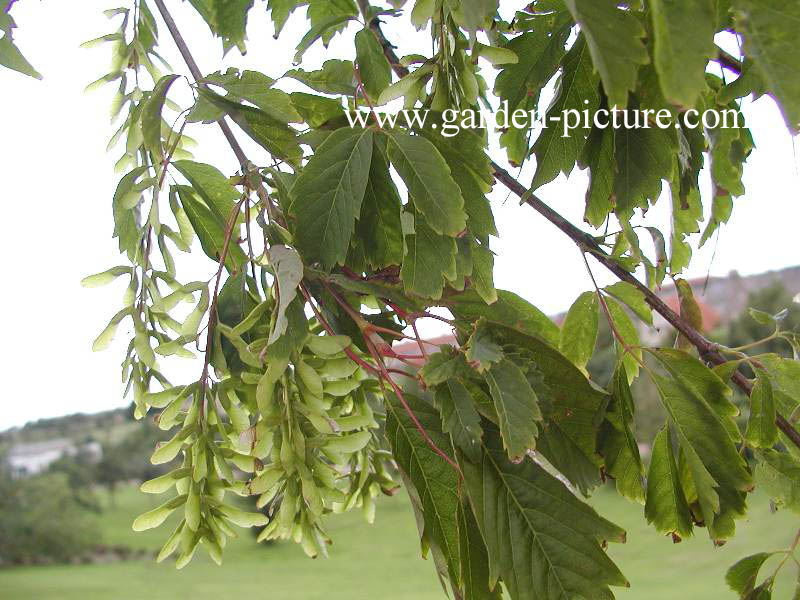 Acer cissifolium