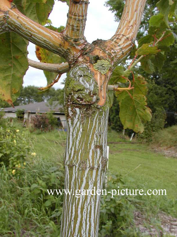 Acer conspicuum 'Phoenix'