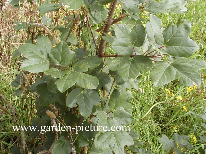 Acer coriaceum