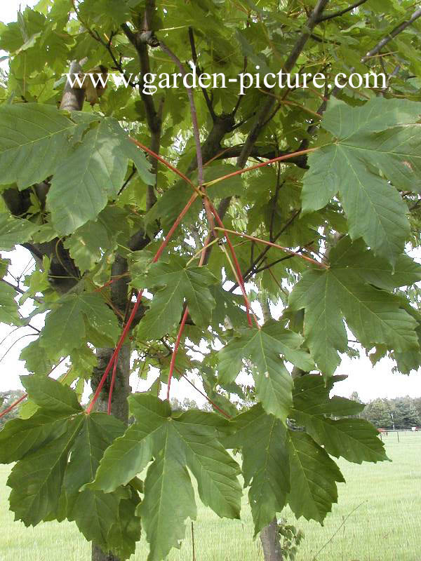 Acer freemanii 'Jeffersred' (AUTUMN BLAZE)