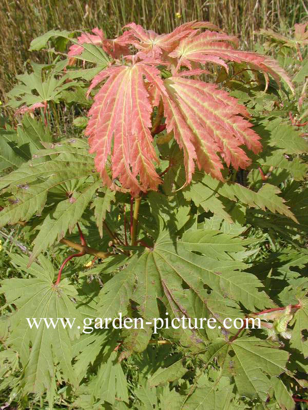 Acer japonicum