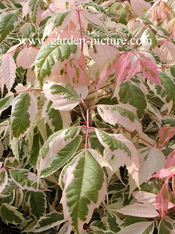 Acer negundo 'Flamingo'