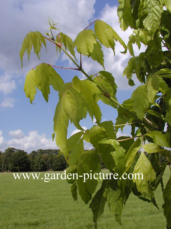 Acer negundo 'Kelly's Gold'