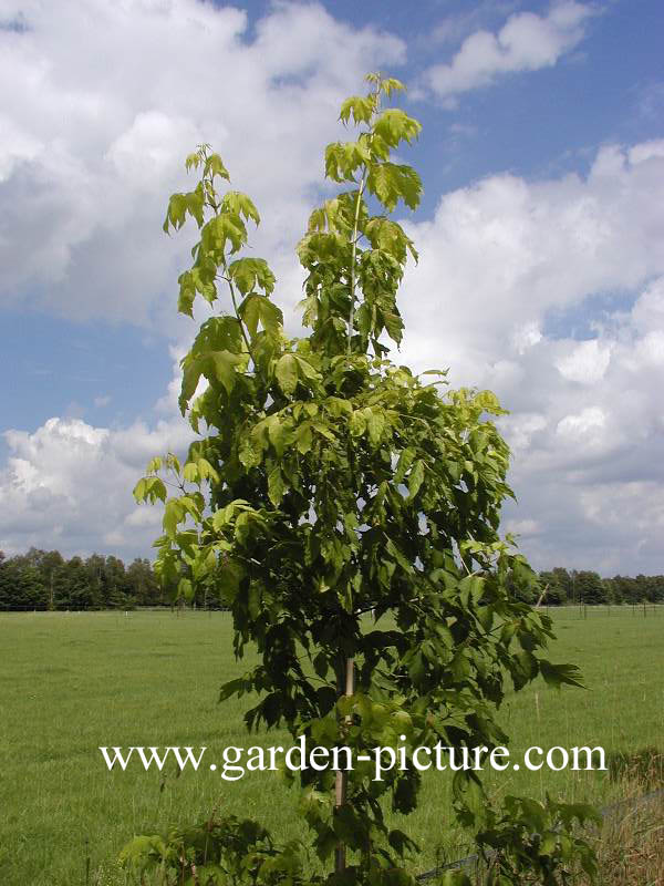 Acer negundo 'Kelly's Gold'