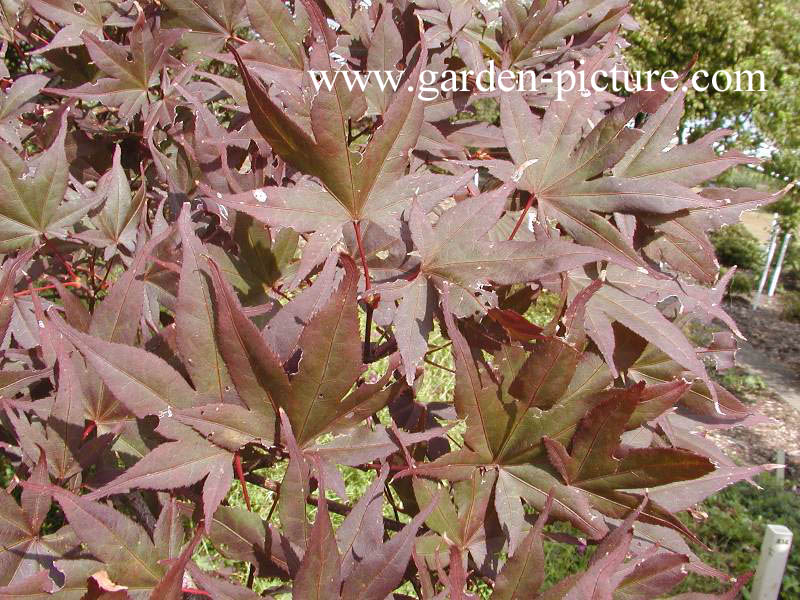 Acer palmatum 'Ariake nomura'