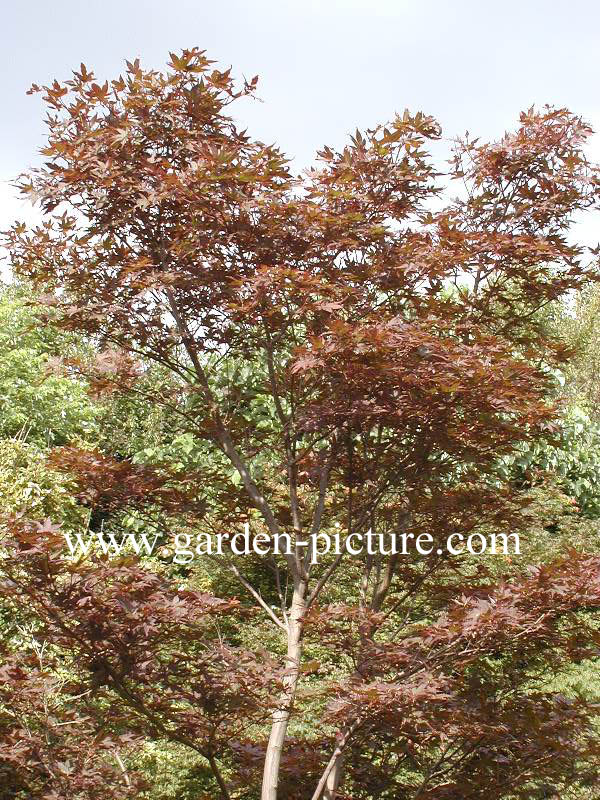 Acer palmatum 'Ariake nomura'
