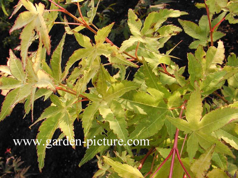 Acer palmatum 'Aureum'