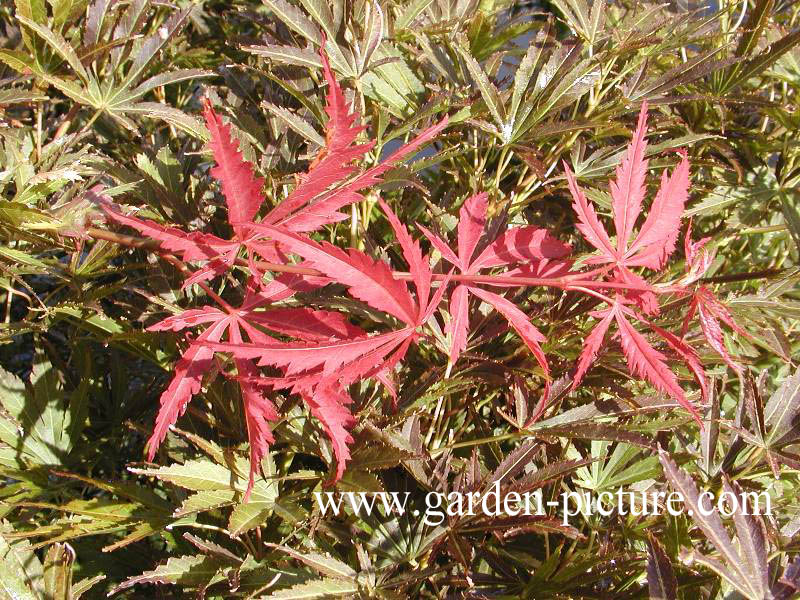 Acer palmatum 'Autumn Glory'