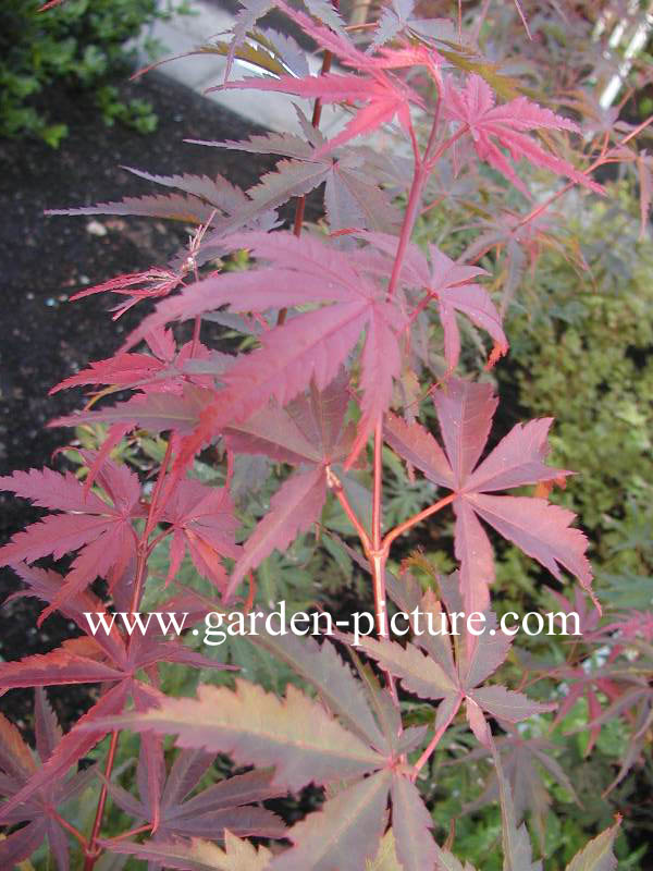 Acer palmatum 'Hessei'