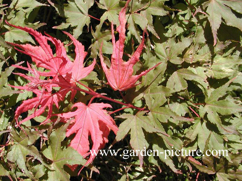 Acer palmatum 'Kasagi yama'