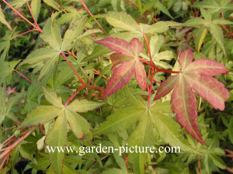 Acer palmatum 'Katsura'