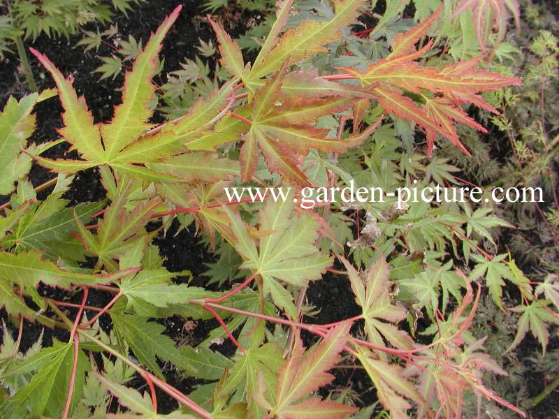 Acer palmatum 'Sazanami'