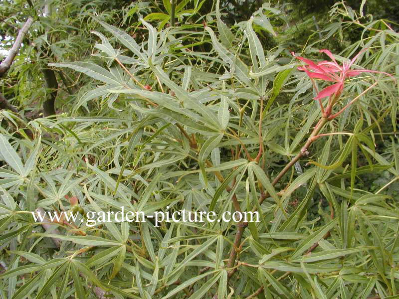 Acer palmatum 'Shinobu gaoka'