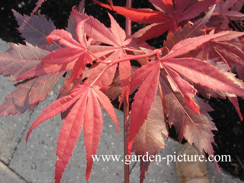 Acer palmatum 'Shohjoh'