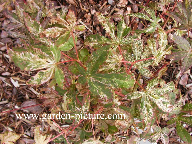 Acer palmatum 'Uki gumo'