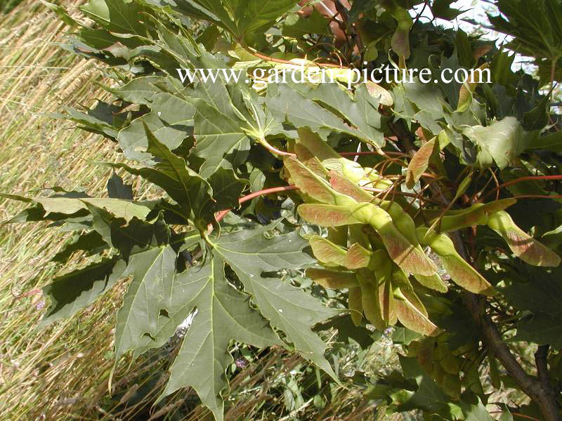 Acer platanoides 'Charles Joly'