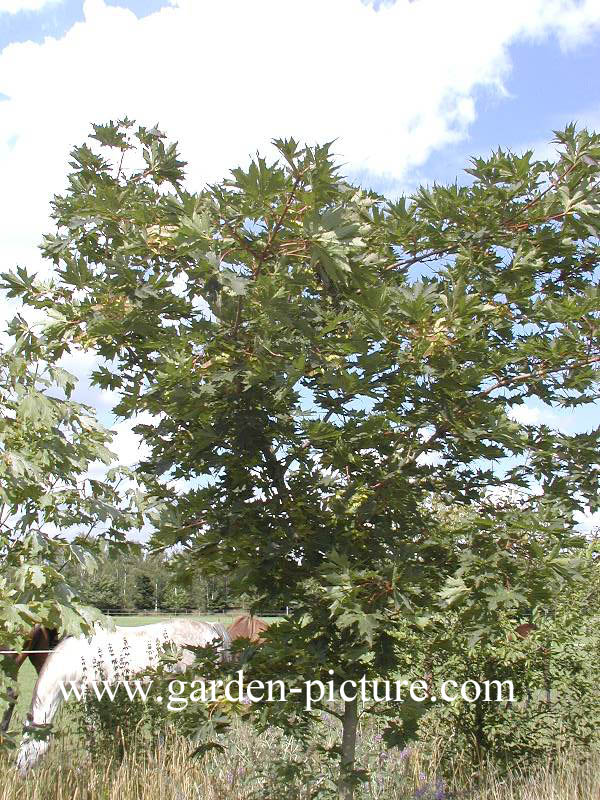 Acer platanoides 'Charles Joly'