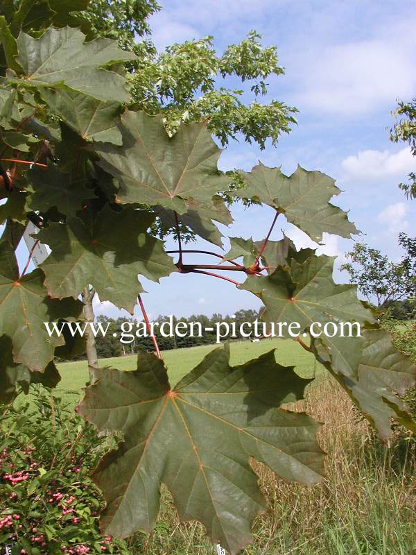 Acer platanoides 'Deborah'