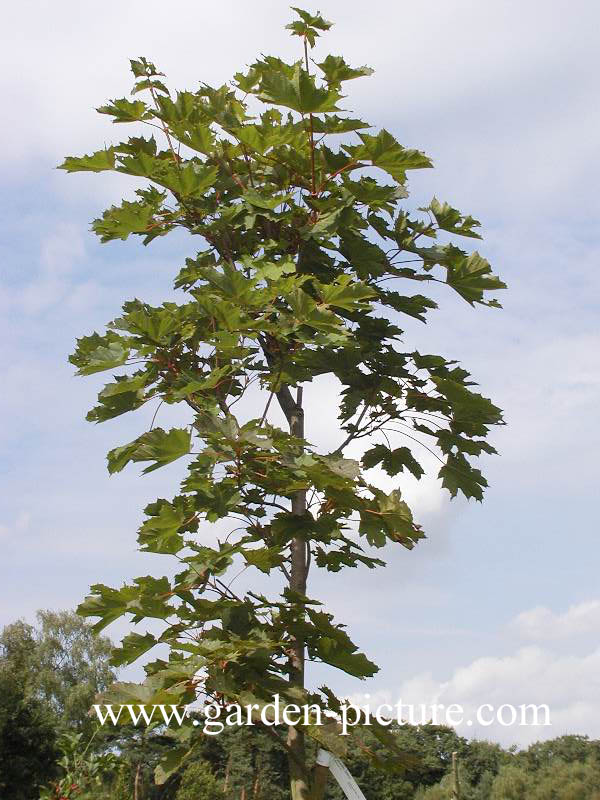 Acer platanoides 'Deborah'