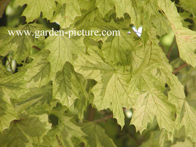 Acer platanoides 'Drummondii'