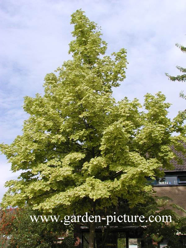 Acer platanoides 'Drummondii'