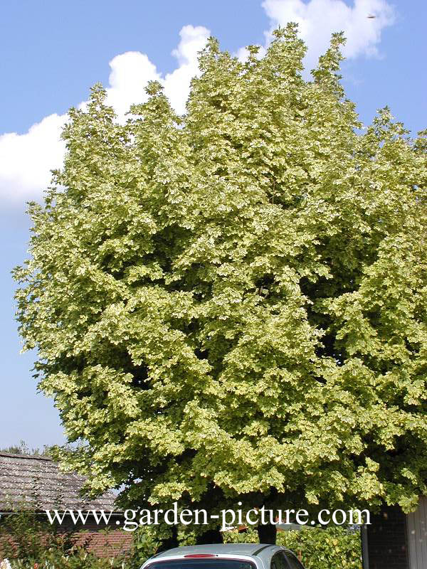 Acer pseudoplatanus 'Prinz Handjery'