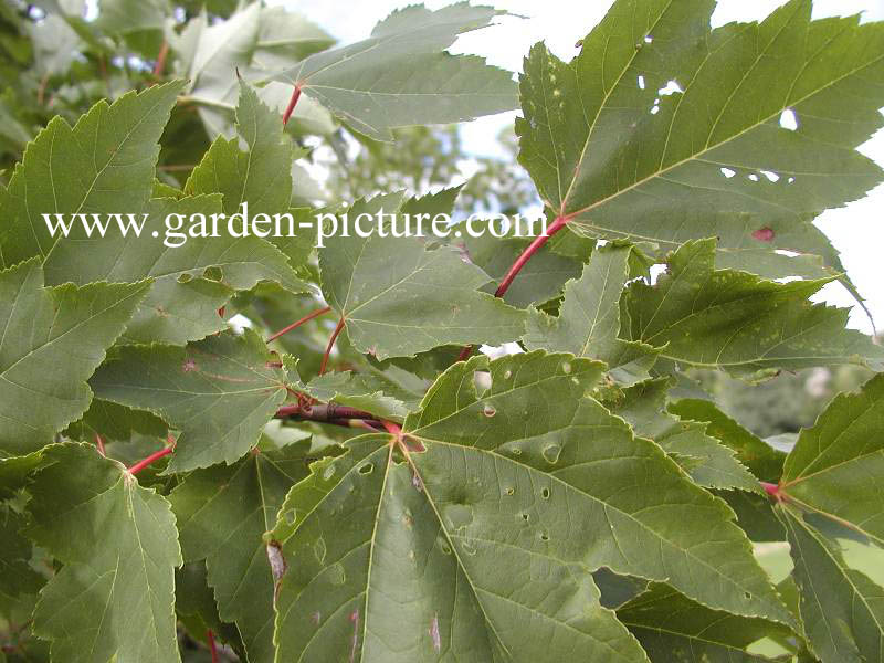 Acer rubrum