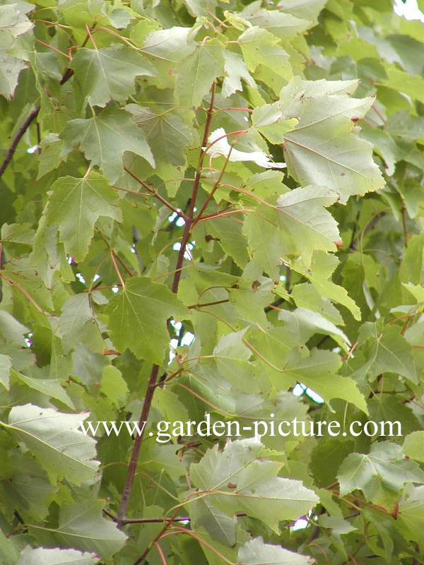 Acer rubrum