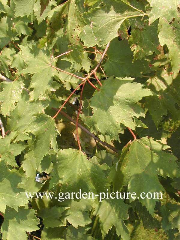Acer rubrum 'Karpick'