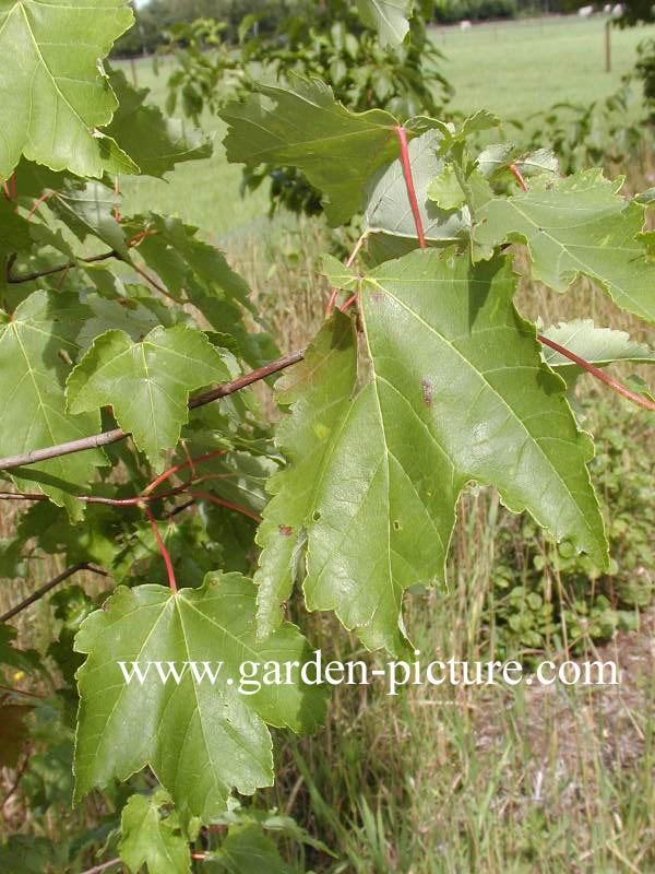 Acer rubrum 'Morgan' (INDIAN SUMMER)