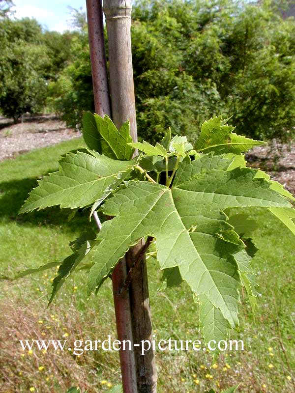 Acer rubrum 'Tilford'