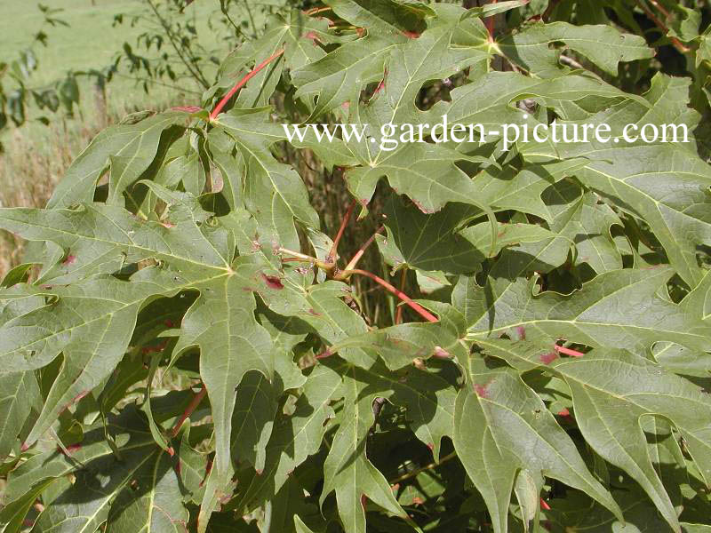 Acer saccharum 'Brocade'