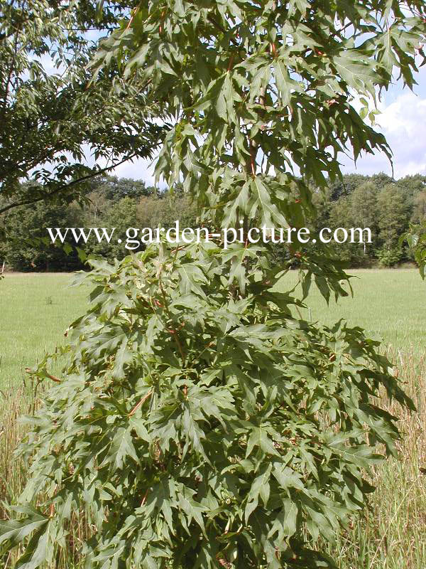 Acer saccharum 'Brocade'