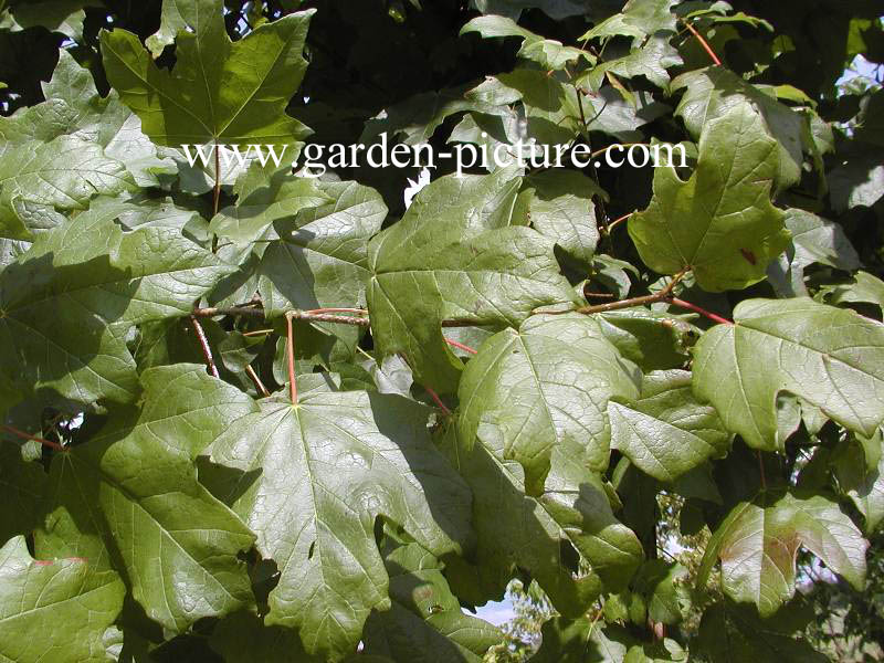 Acer saccharum ssp. floridanum