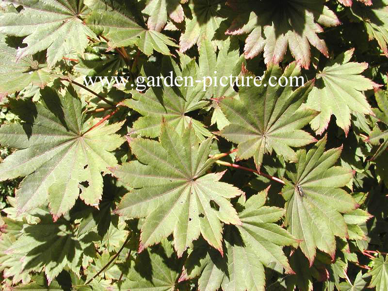 Acer shirasawanum 'Microphyllum'