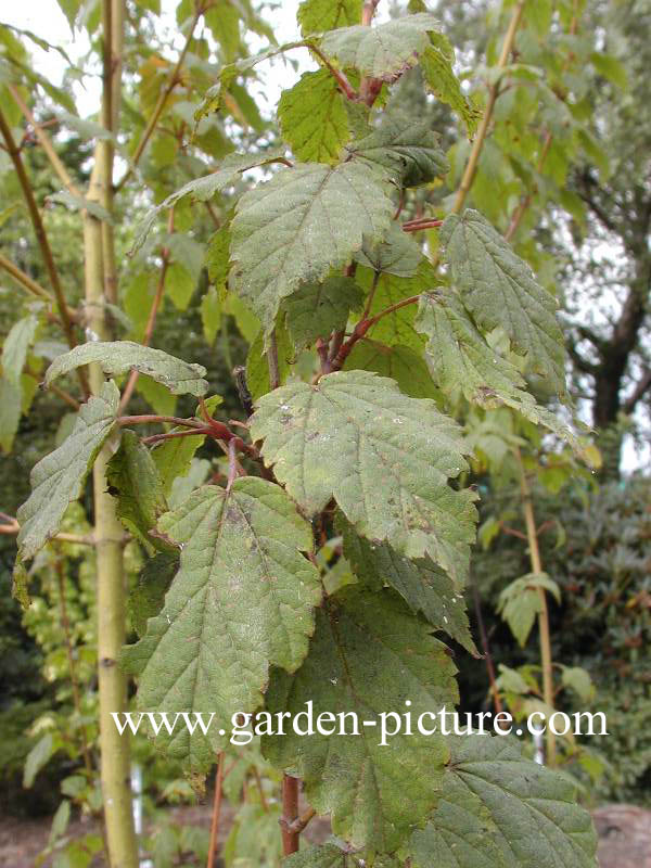 Acer stachyophyllum